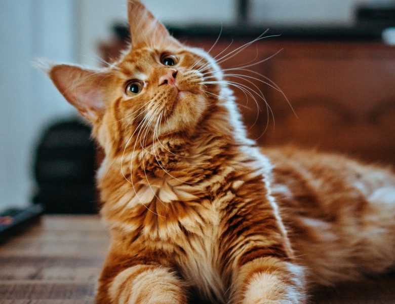 Karmy dla kotów sterylizowanych – na co warto zwrócić uwagę?