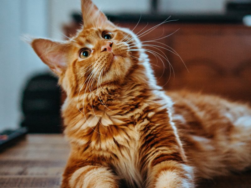 Karmy dla kotów sterylizowanych – na co warto zwrócić uwagę?
